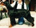 Setter Gordon CUNNINGHAM'S HIGHLANDER